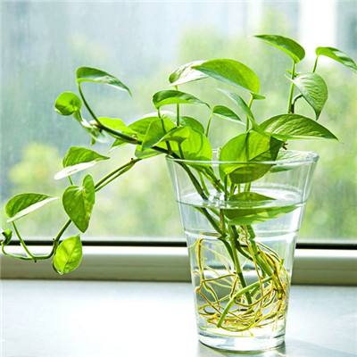 老爹甜品店中文无敌版